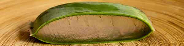 Aloe Vera: usos y utilidades