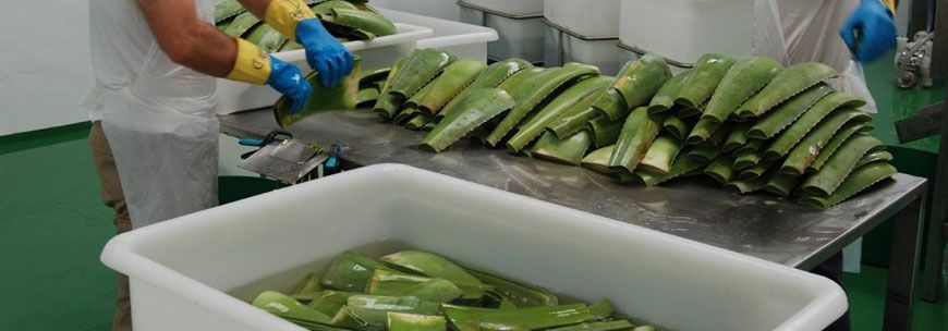 Elaboración Aloe_1